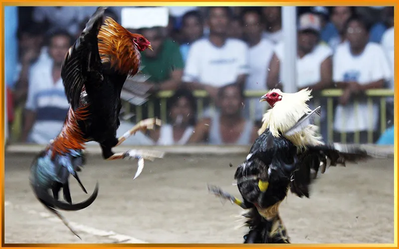 So sánh đá gà cựa dao và cựa sắt: Tổng quan và đặc điểm nổi bật